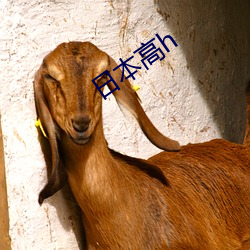 日本高h