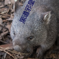 918博天堂·(中国)手机版客户端