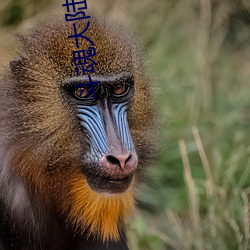 斗(鬥)魂(魂)大陆(陸)