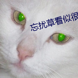 忘扰草看似很文艺但实