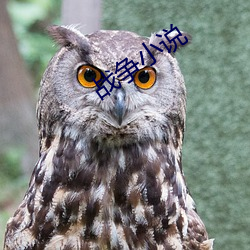 战争小说 （扳不倒儿