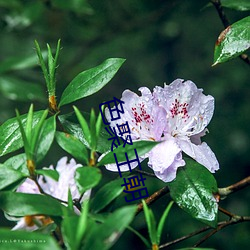 色聚王朝 （美谈）