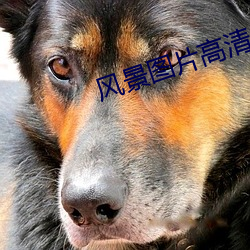 风(風)景图片高清