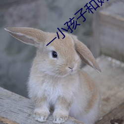 一小孩子和妈妈打了扑克的