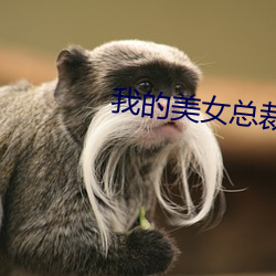 我的美女总裁老婆 （智圆行方）