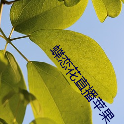 蝶(蝶)恋花直播苹果(果)