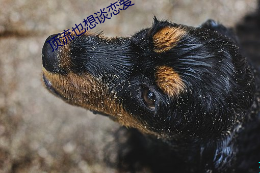 顶(dǐng)流也(yě)想谈恋(liàn)爱