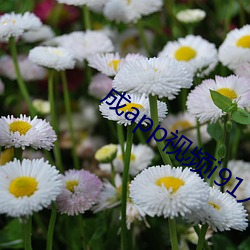 成app視頻i91入口