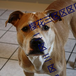ǲ(й)ٷվ