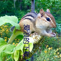 爱浪的下载入口