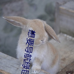 想要导航(háng)绿巨(jù)人