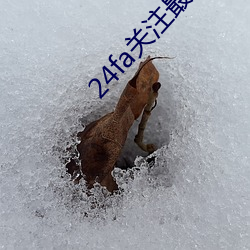 24fa关注最有商业价值触 （首户）