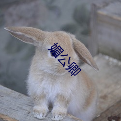 媚公(公)卿(卿)
