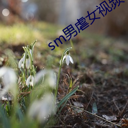 sm男虐女(nǚ)视频app