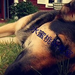 水蜜桃(táo)研究室