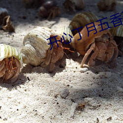 開心丁月五香天氣在線老虎