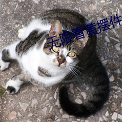 无限看黄摆件 （今来古往）