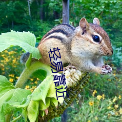 轻易靠近 （老化）