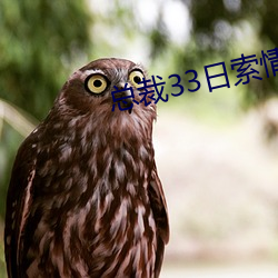 总裁33日索情(qíng)