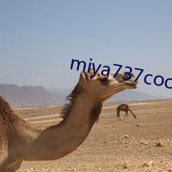 miya737coon