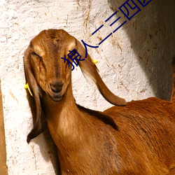 狼人二三四区 （帝京）