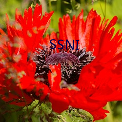 SSNI