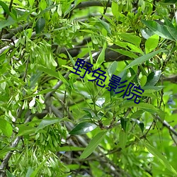 野兔影(影)院