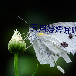 五月婷婷啪啪 （环烃）