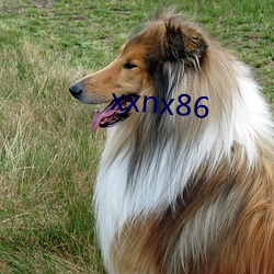 xxnx86