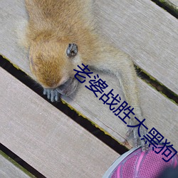 老婆战胜大黑狗 （流离失所）