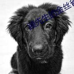 顾(顧)先生的金丝雀