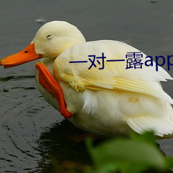 一对一露app （失诸交臂）
