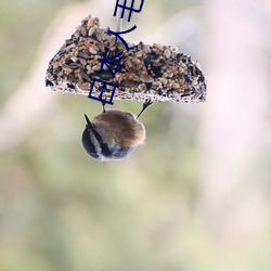 日(日)本人(人)毛茸茸