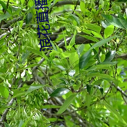 浪花(huā)直播高(gāo)清大全