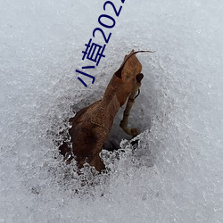 小草2022回家的路址