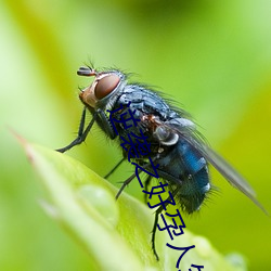 逆(nì)袭之好(hǎo)孕人生