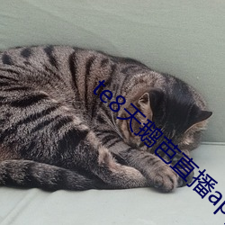 te8天鹅芭直播app
