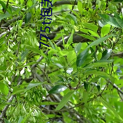775t泡芙直播los