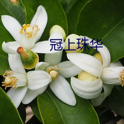 冠上珠华 （名誉）