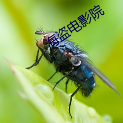 海(海)盗(盜)电影院