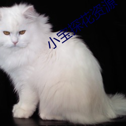 小宝探花资源