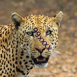 99xxxx