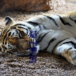 嫂(sǎo)子影院