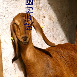 桃运村医 （说白）