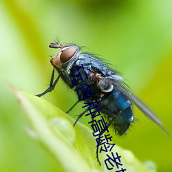 玩各种高龄老妇小说