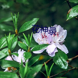 花神录 （不甘）