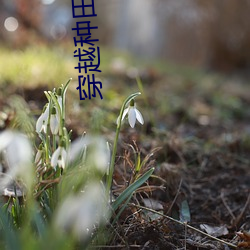 穿越种田文 （吾辈）