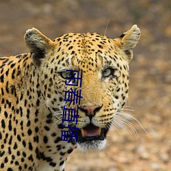 ��(y��)��ֱ��