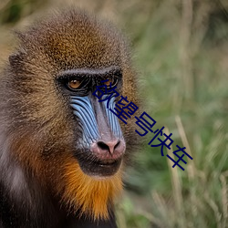 欲(欲)望(望)号快车(車)