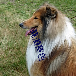 高清黃色